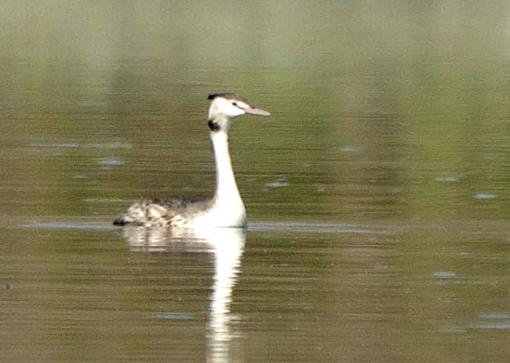 Great Crested Grebe - ML241947151
