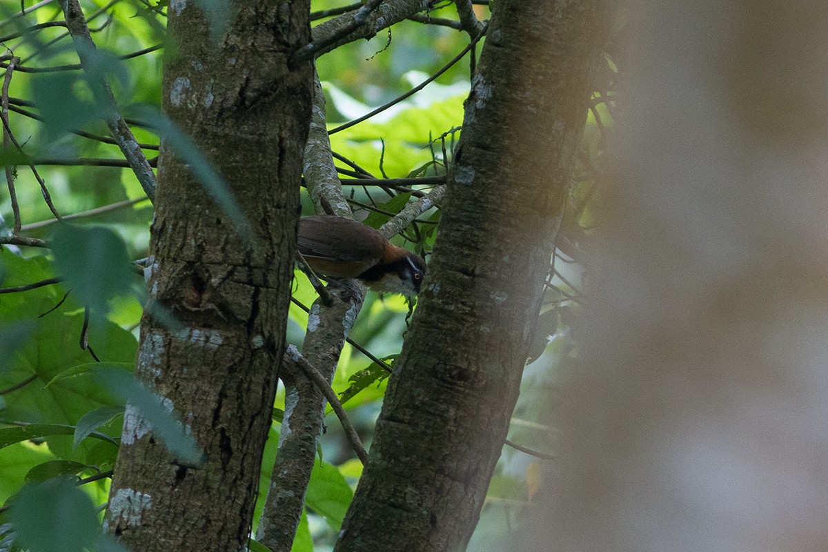 Lesser Necklaced Laughingthrush - ML241948571