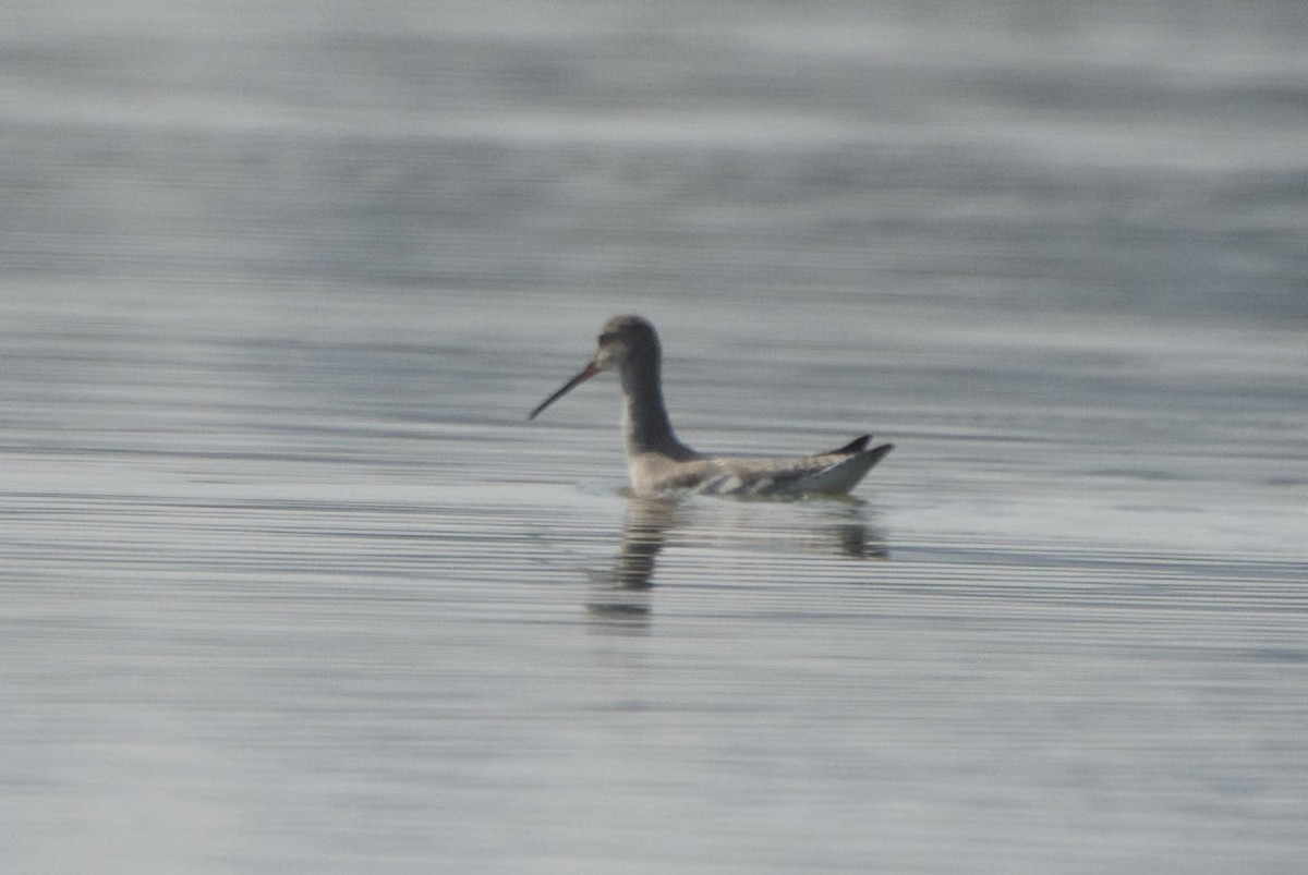 Spotted Redshank - ML241948901