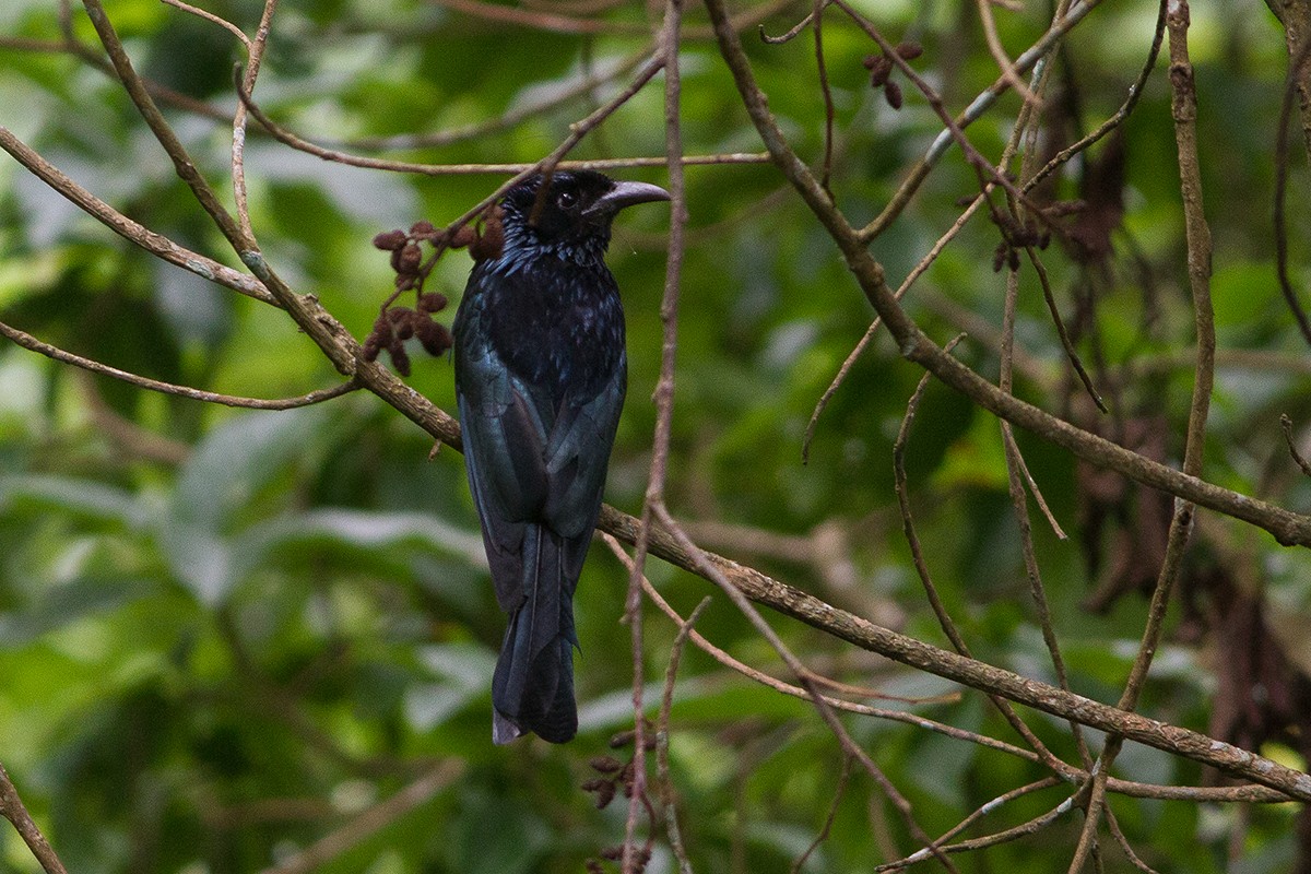 Hair-crested Drongo - ML241949041