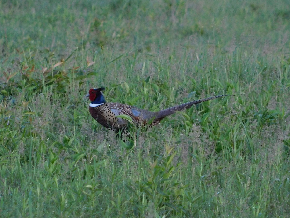 Ring-necked Pheasant - ML241950221