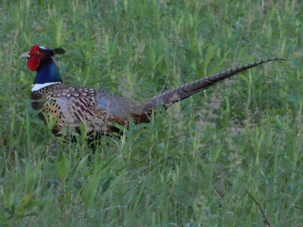 Ring-necked Pheasant - ML241950231