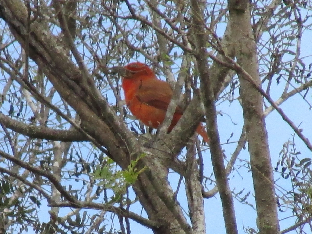 Hepatic Tanager - ML241951061