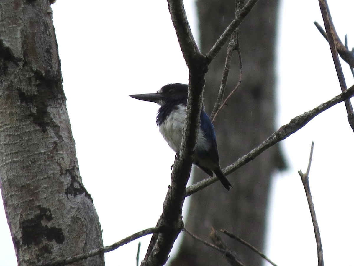 Blue-and-white Kingfisher - ML241951851