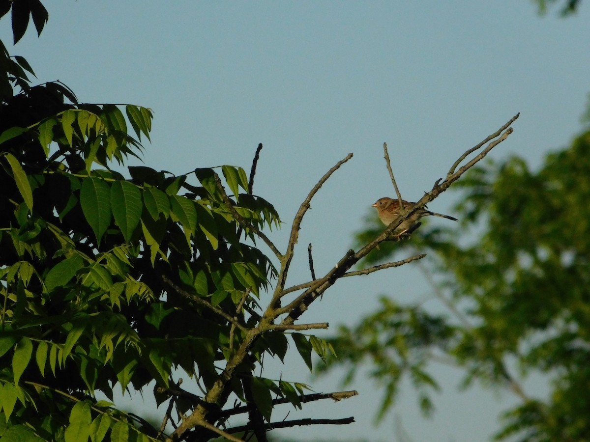 Field Sparrow - ML241951991