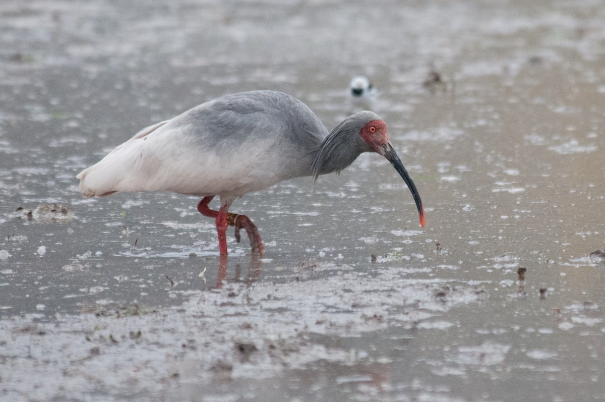 Crested Ibis - ML241952911