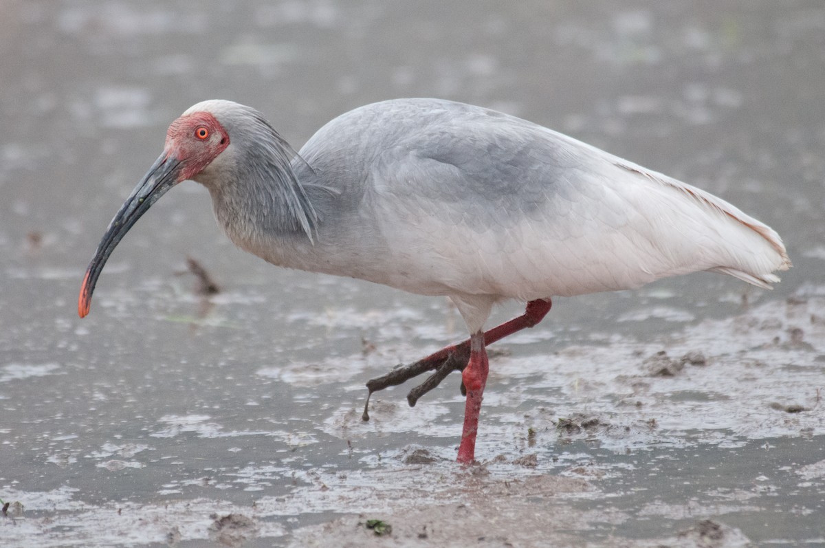 Crested Ibis - ML241952921