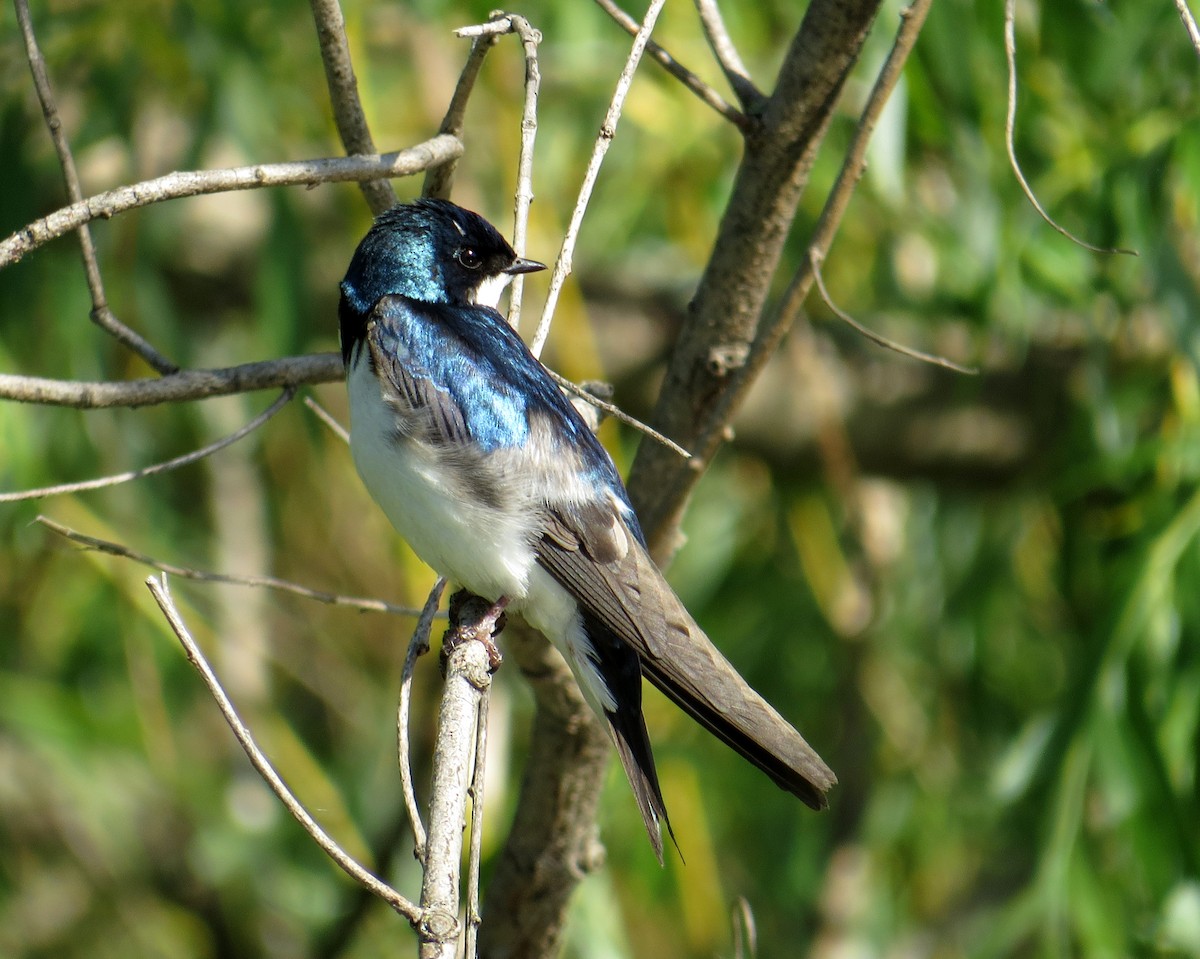 Tree Swallow - Pam Campbell