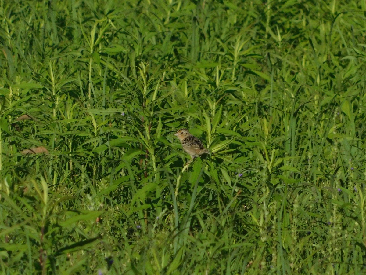 Grasshopper Sparrow - ML241955111