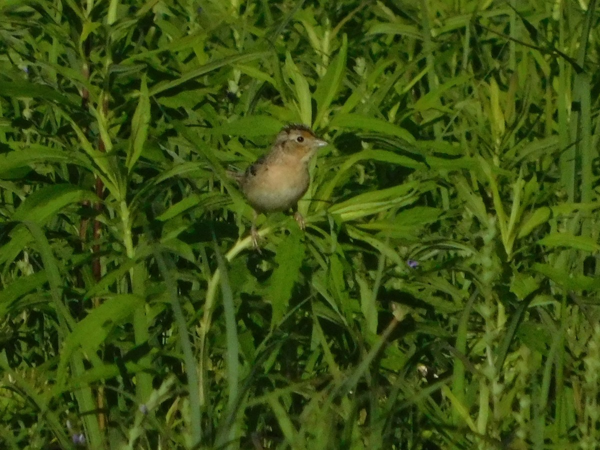 Grasshopper Sparrow - ML241955131