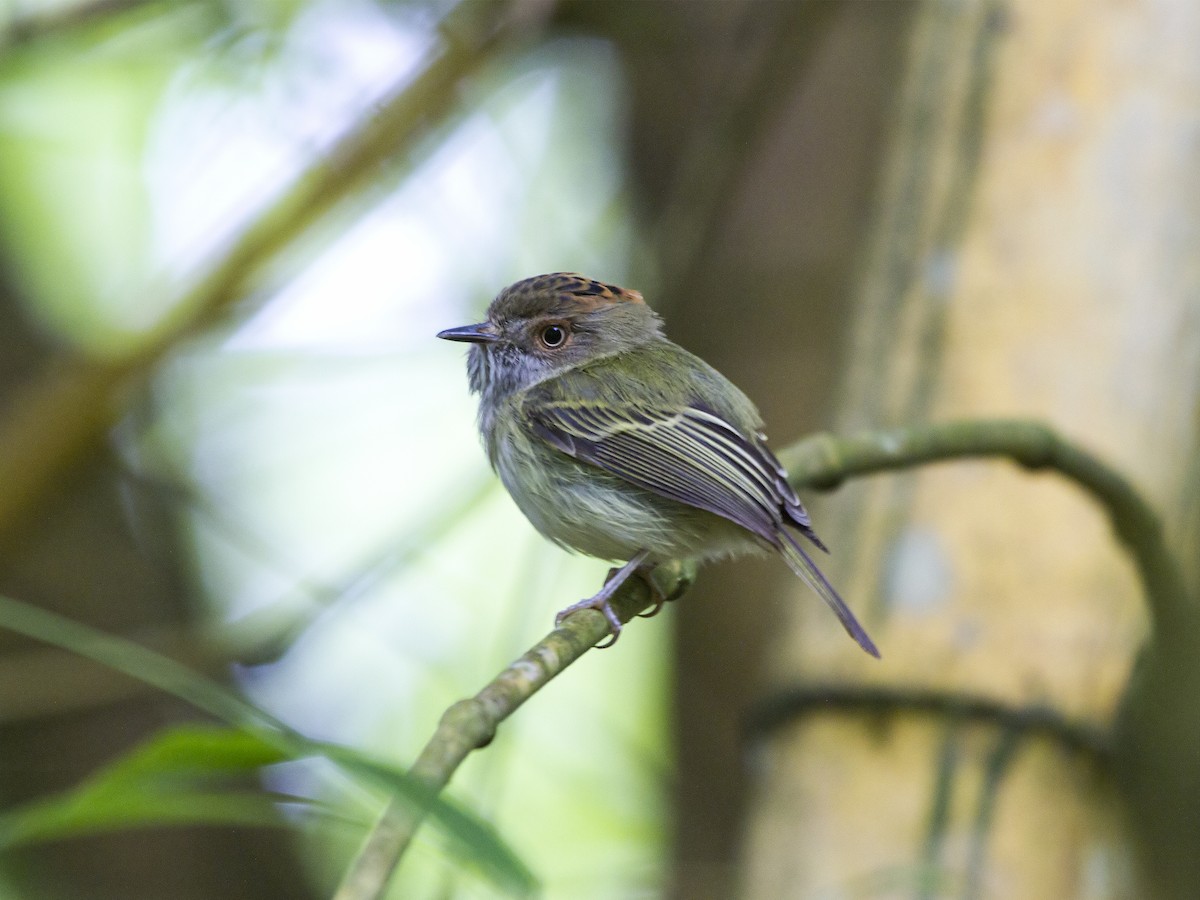 Scale-crested Pygmy-Tyrant - ML241959531