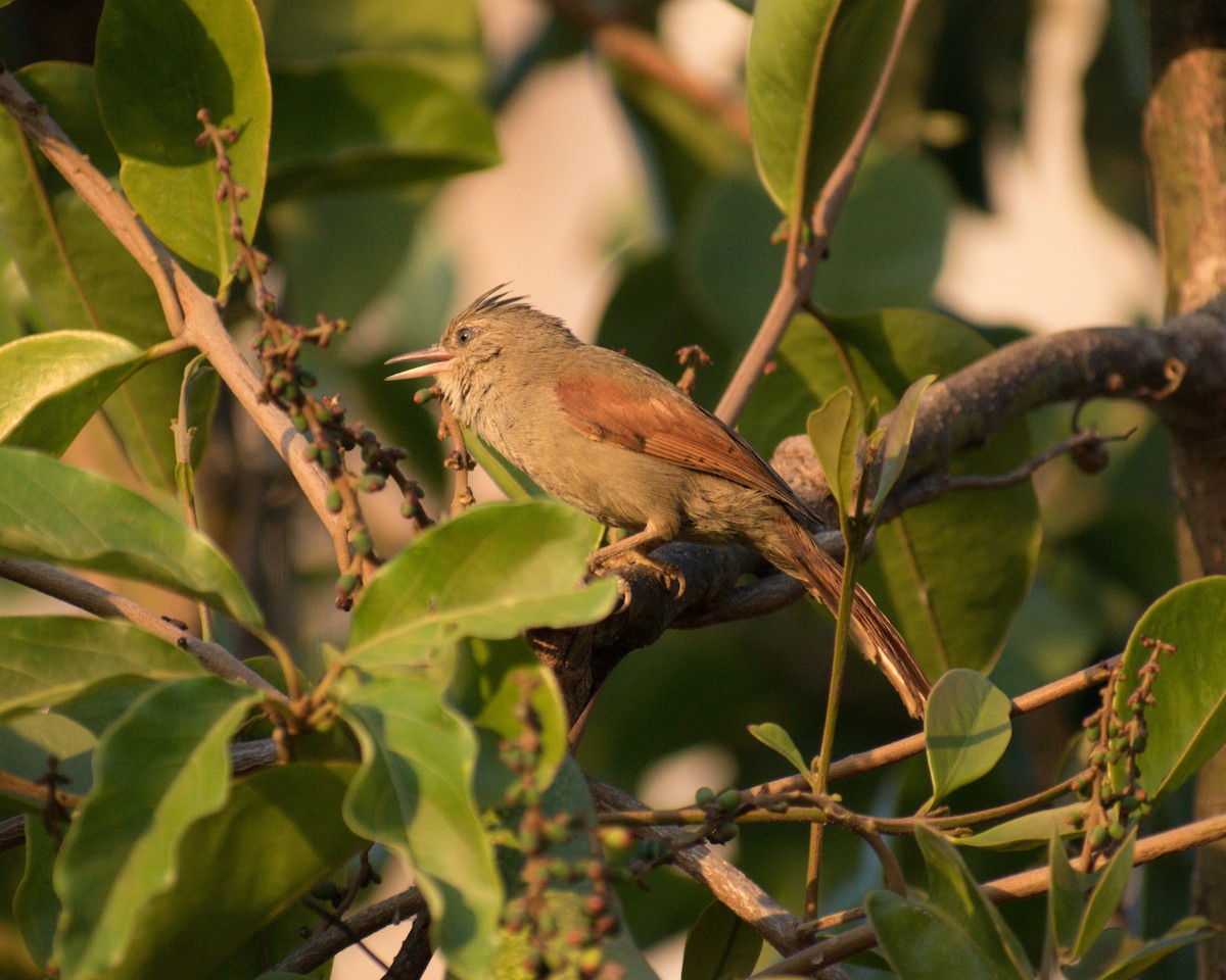 Crested Spinetail - ML241959831