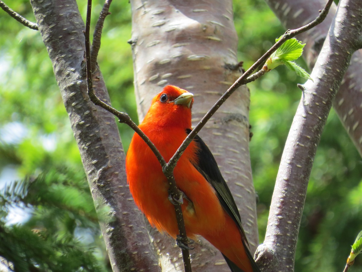 Scarlet Tanager - ML241964251