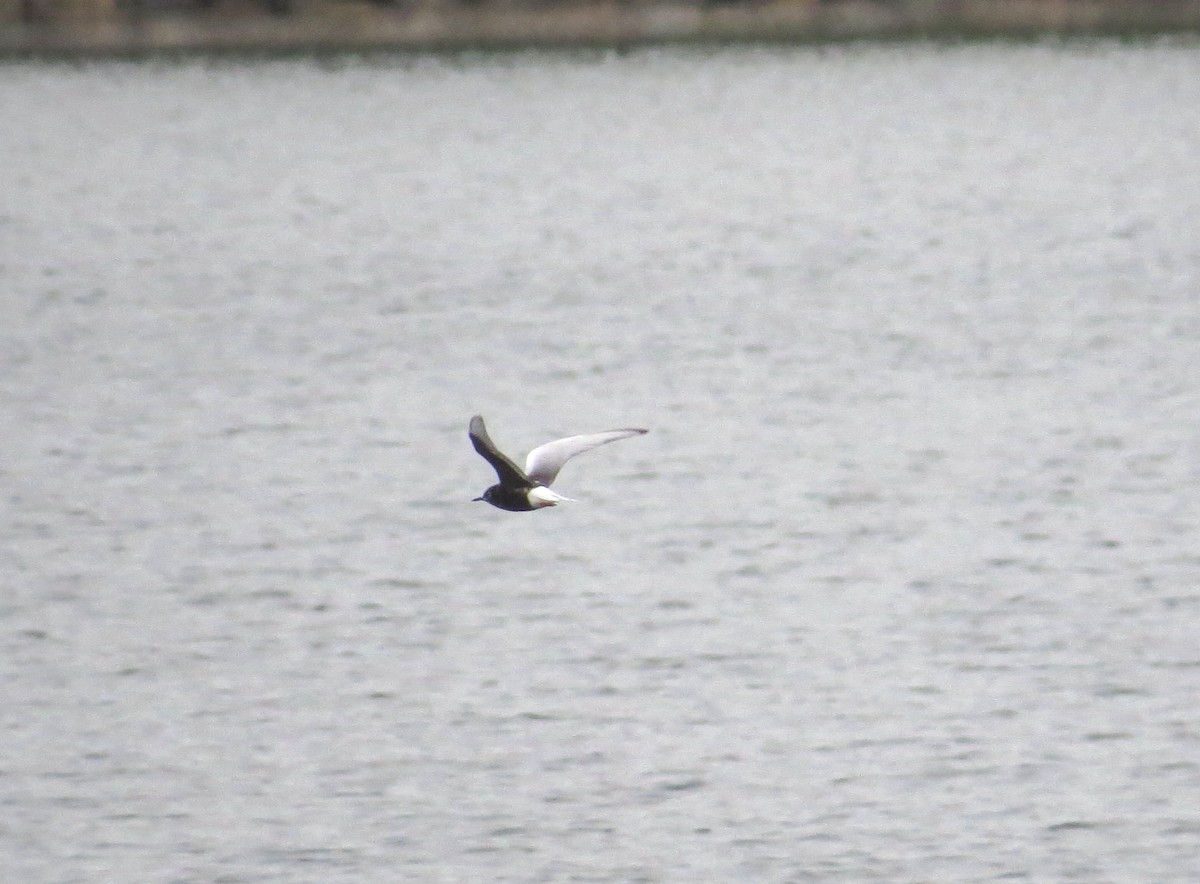White-winged Tern - ML241964811