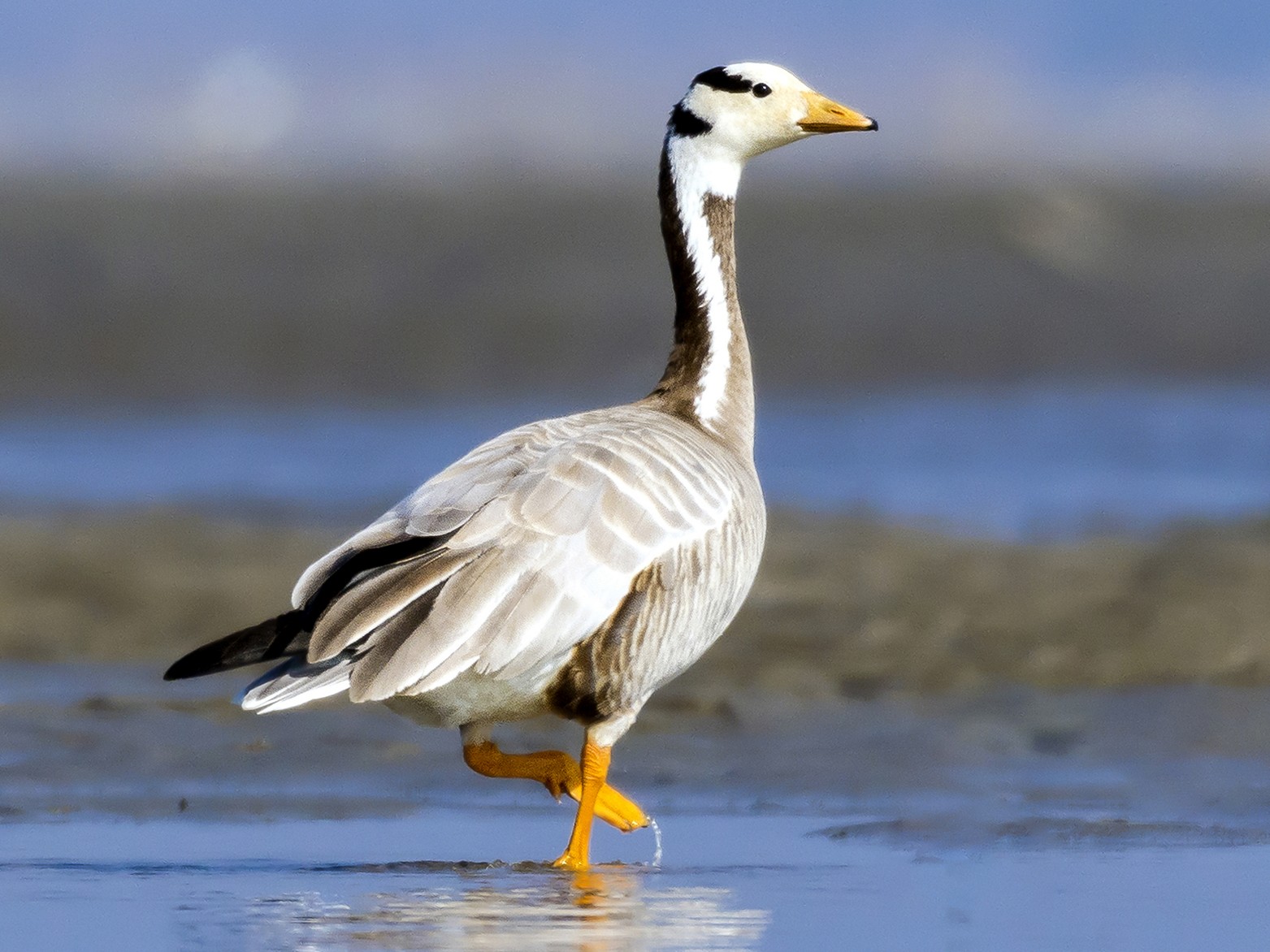 Bar-headed Goose - ASABUL ISLAM