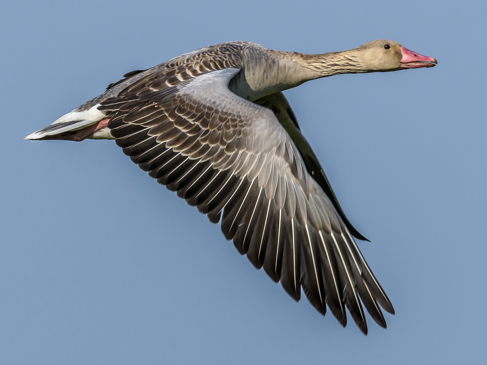 File:Greylag goose feathers - geograph.org.uk - 1235789.jpg - Wikipedia