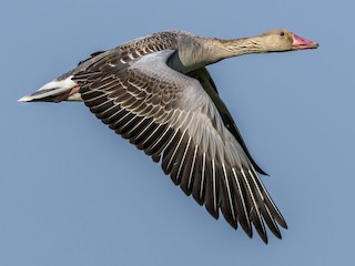 Graylag Goose eBird