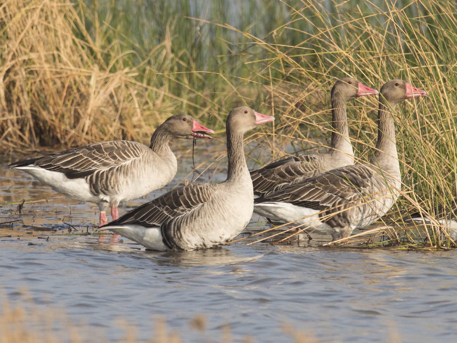 greylag goose