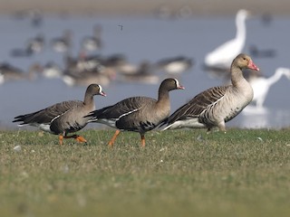 Ерлі-зайыптылардың веб-камера порно