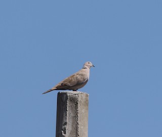 Eurasian Collared-Dove, ML241973551