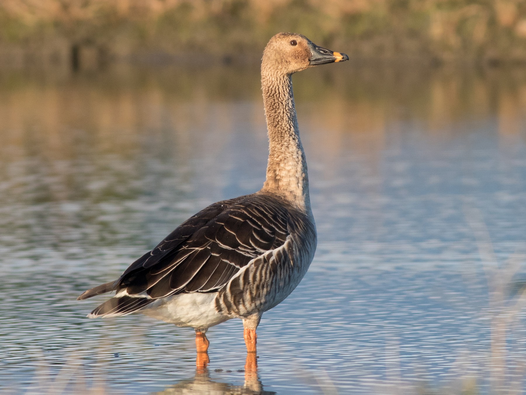 Taiga BeanGoose eBird