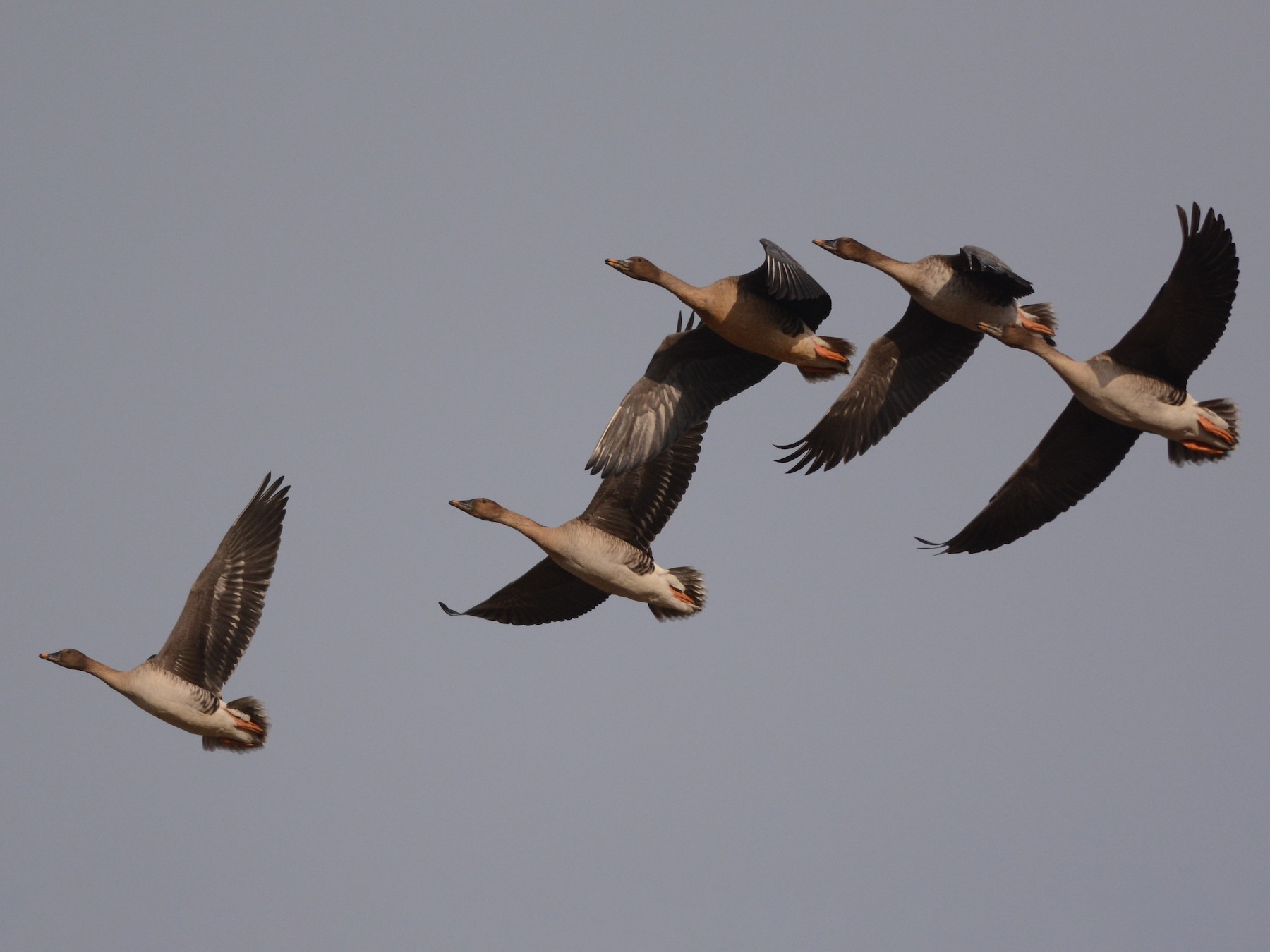 Taiga BeanGoose eBird