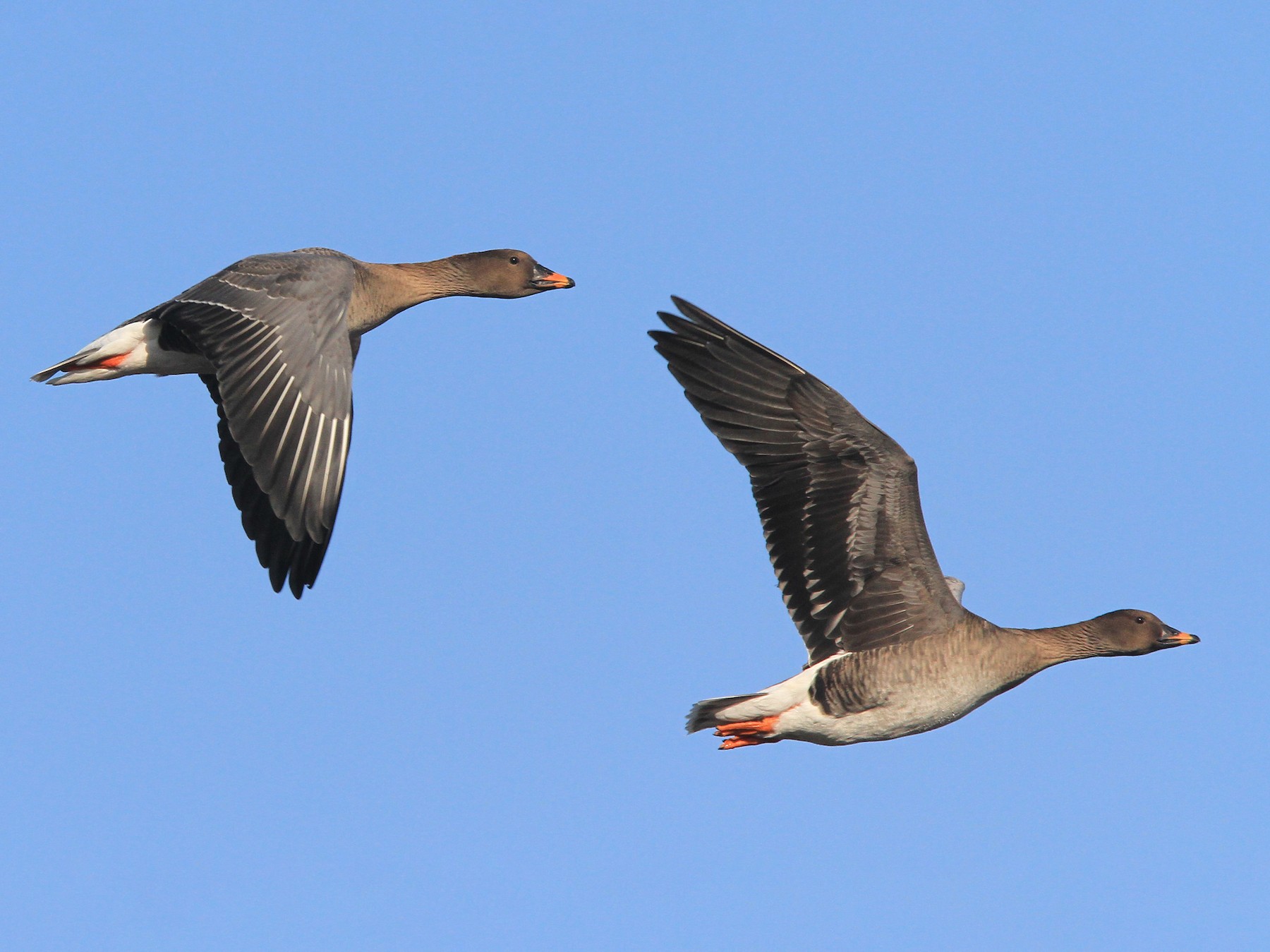 Tundra Bean Goose