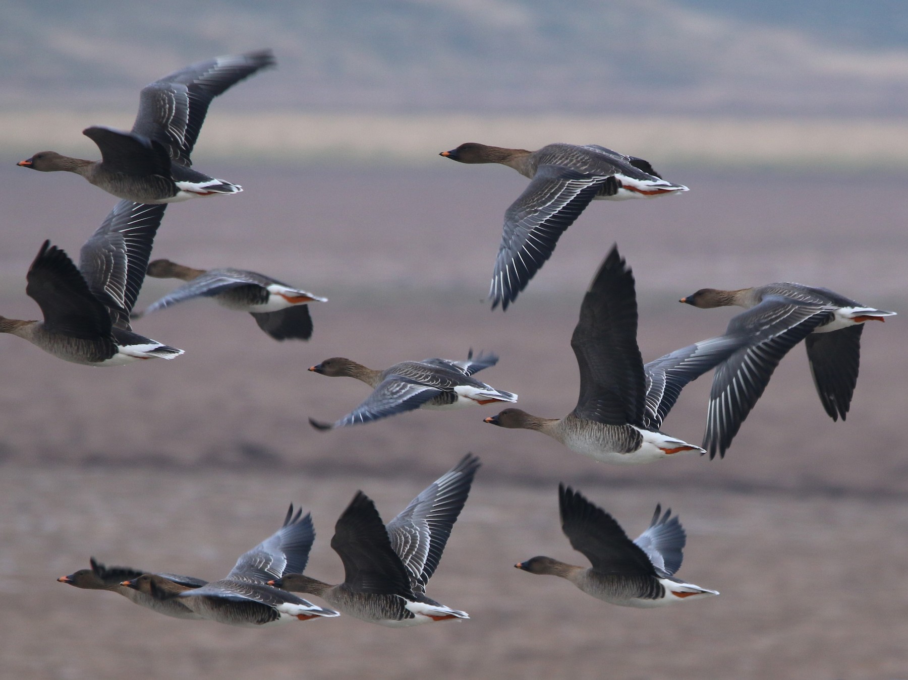 Tundra Bean-Goose - Wigbert Vogeley