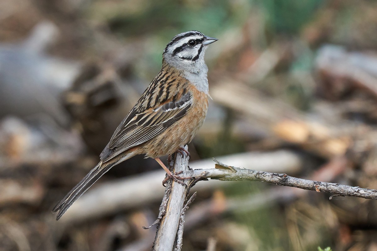 Rock Bunting - Miguel Rouco
