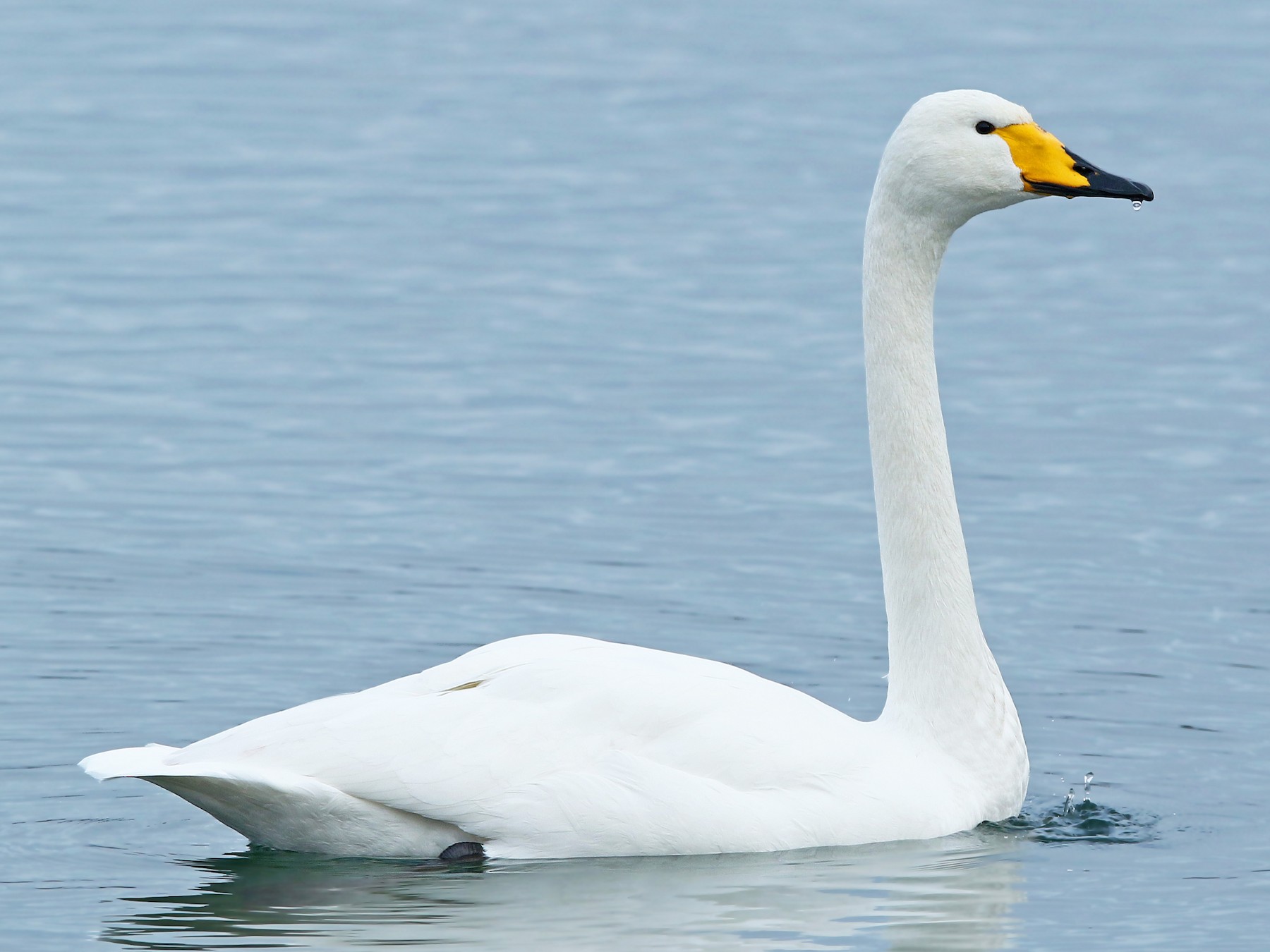 Whooper Swan - Volker Hesse