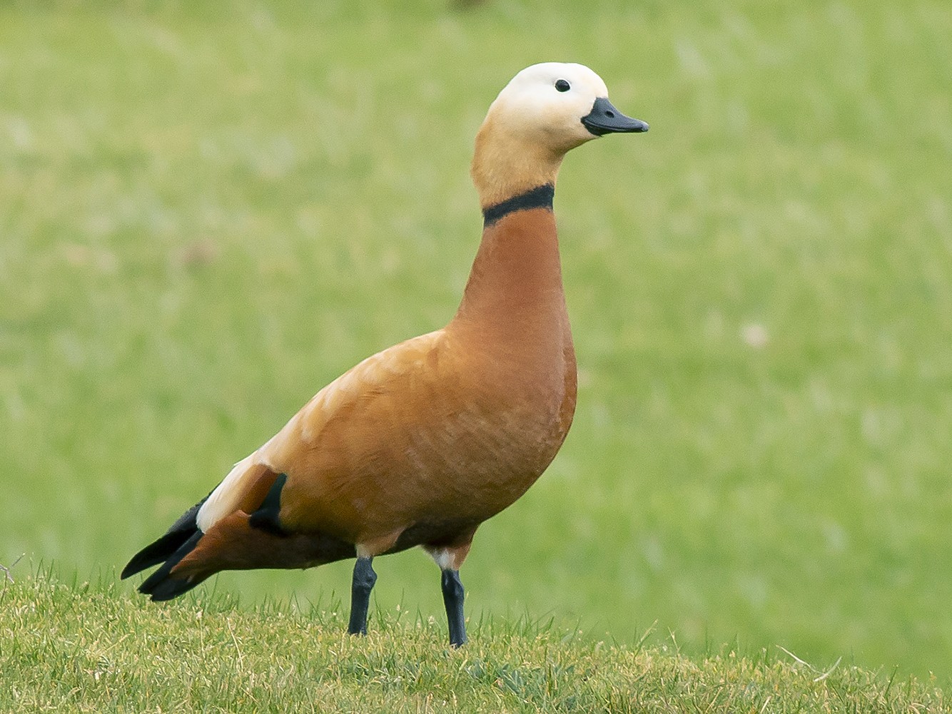 ruddy shelduck facts