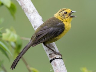  - Yellow-headed Brushfinch