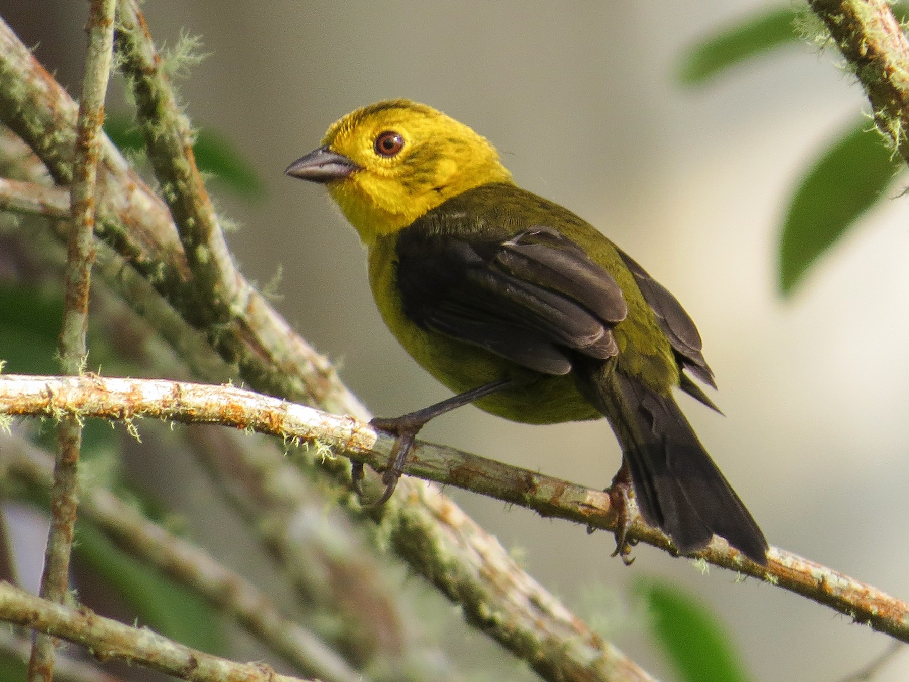 Yellow-headed Brushfinch - Arnulfo Sanchez  ( Neblina Birds Colombia  )