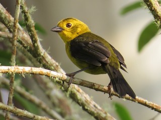  - Arnulfo Sanchez  ( Neblina Birds Colombia  ) - ML241982661