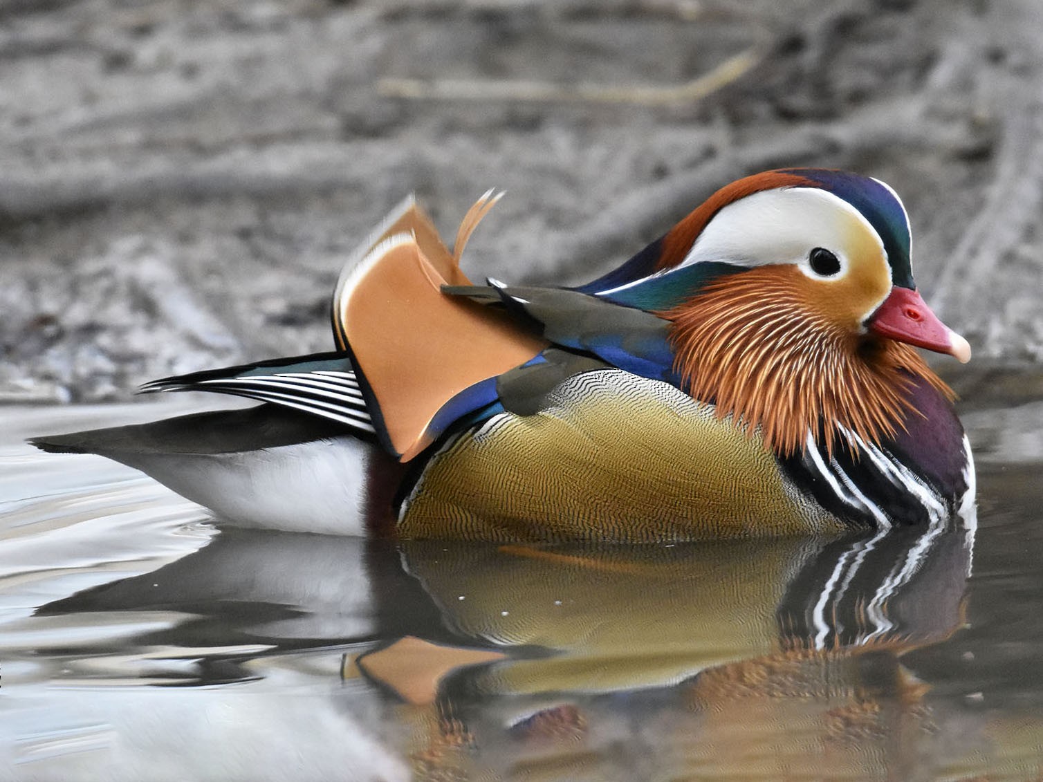 Canard mandarin - Aix galericulata 