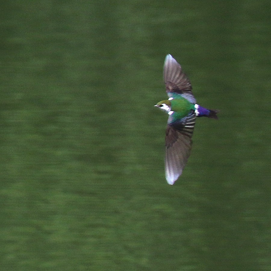 Violet-green Swallow - Jonathan Dowell
