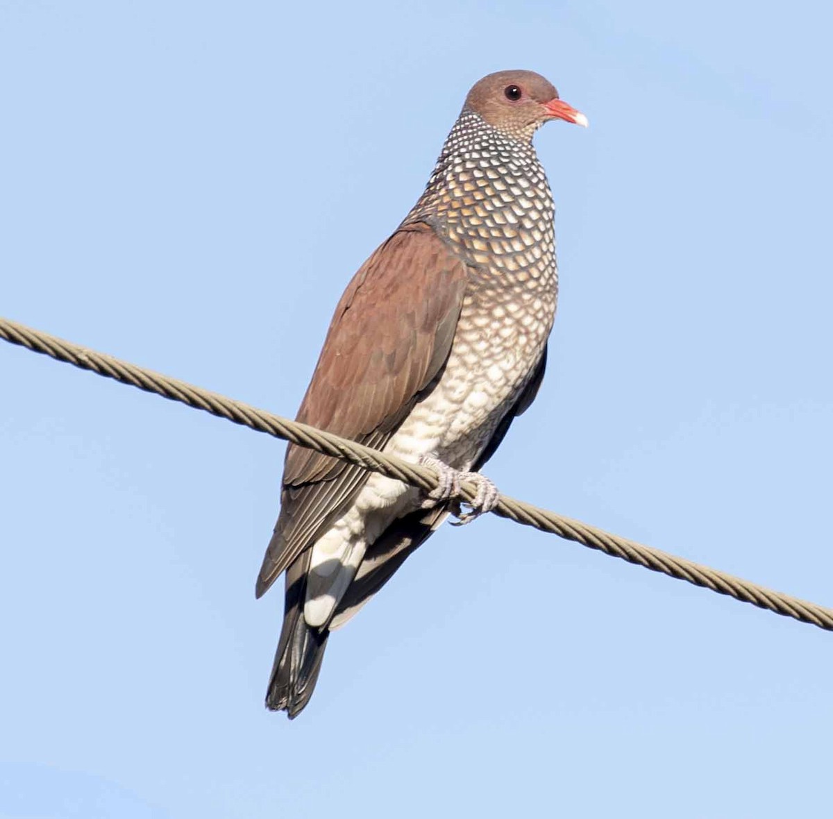 Scaled Pigeon - ODAIR VILLELA