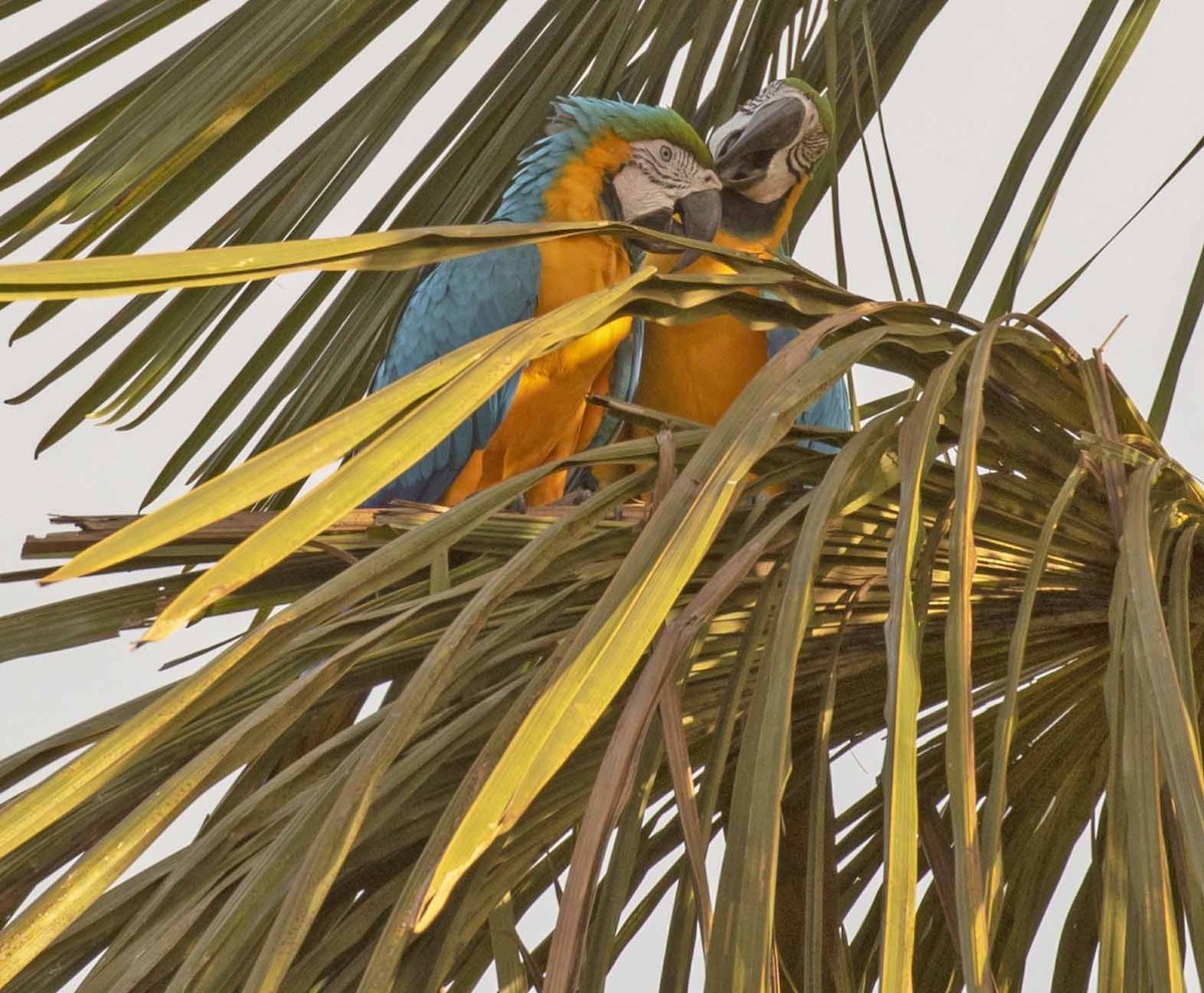 Blue-and-yellow Macaw - ODAIR VILLELA