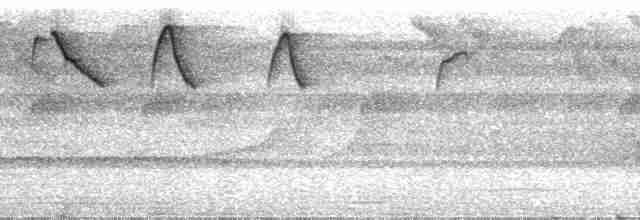 Коричневый колибри-отшельник - ML24199