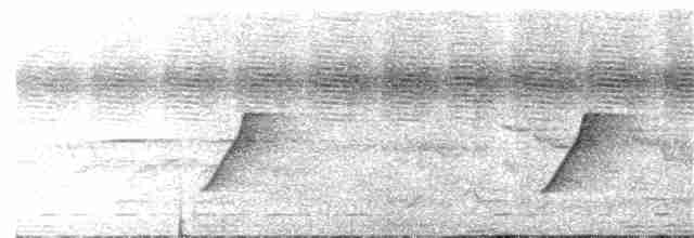 hvithalesanger (lopezi) - ML24199381