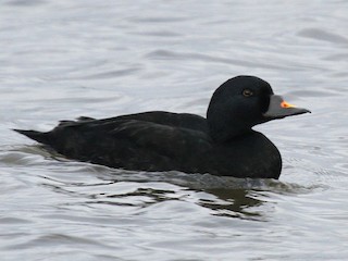  - Common Scoter