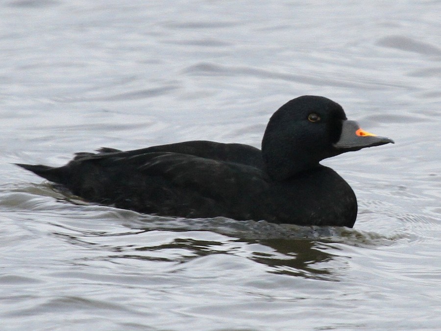 Common Scoter EBird