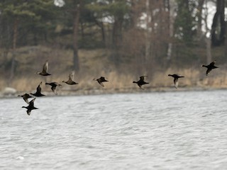 Common Scoter - eBird