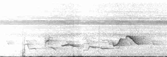 gråhodetimalsanger (claudei) - ML24199501