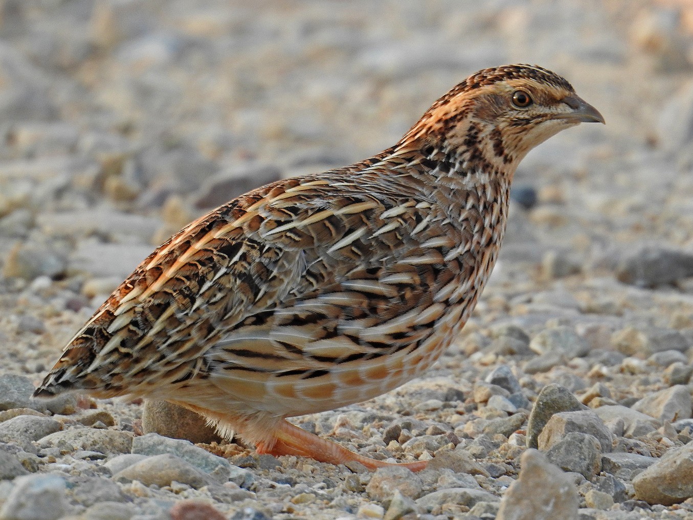 Common Quail EBird