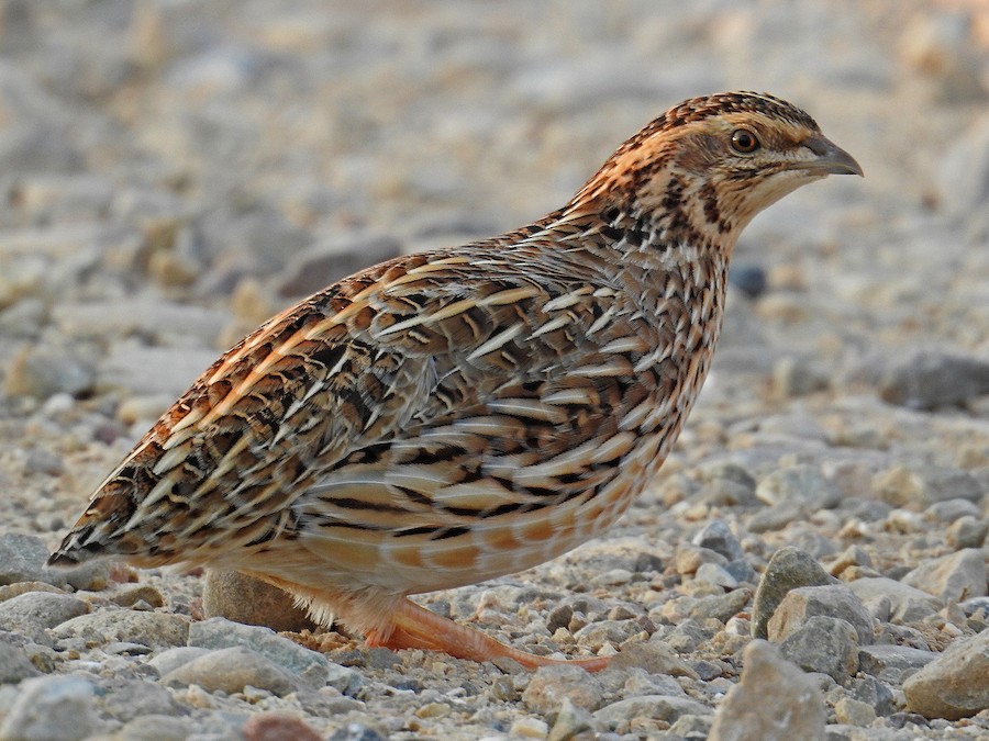 Appeau caille des blés