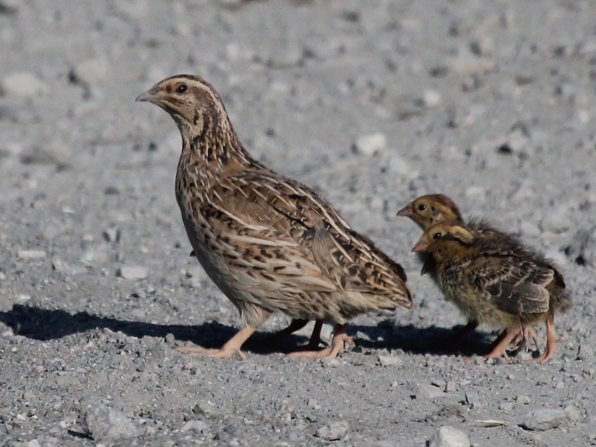 Common Quail (Coturnix coturnix)