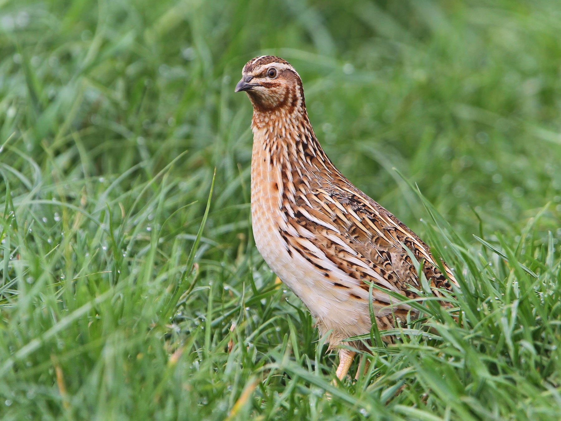 Images Of Quail Quail lay differently to chickens here's how to