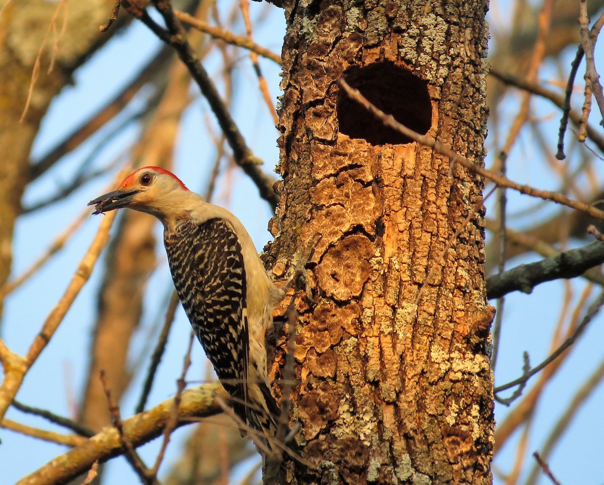 Red-bellied Woodpecker - Karen Carbiener