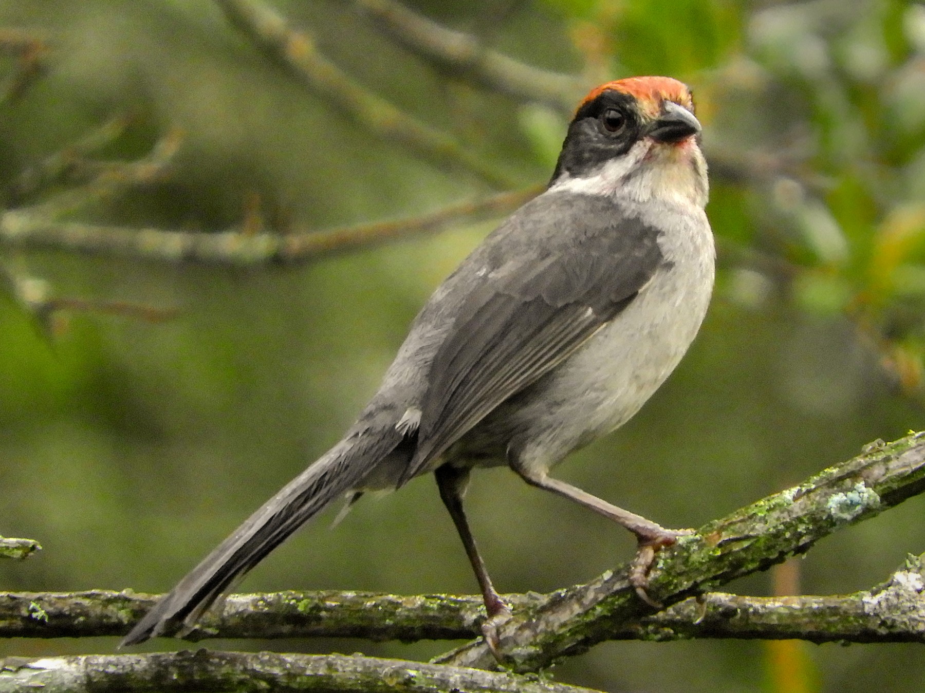 Antioquia Brushfinch - Jorge Muñoz García   CAQUETA BIRDING